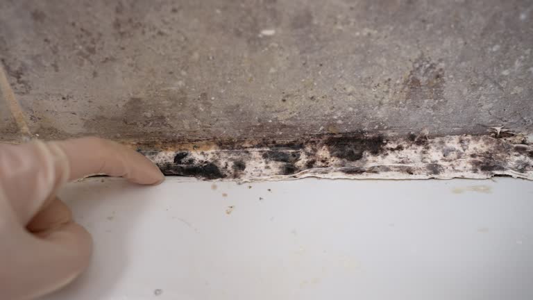 Mold Odor Removal Services in Joliet, IL